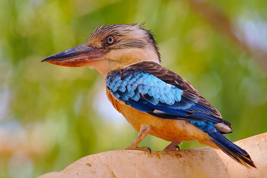 Spot blue-winged kookaburras in Kakadu National Park | Travel Nation