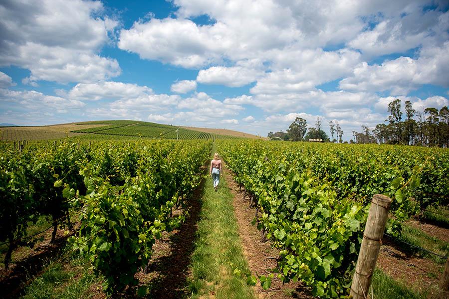 Wander through Tasmania's beautiful vineyards | Travel Nation