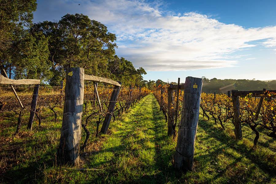 Visit the wineries of Margaret River | Travel Nation