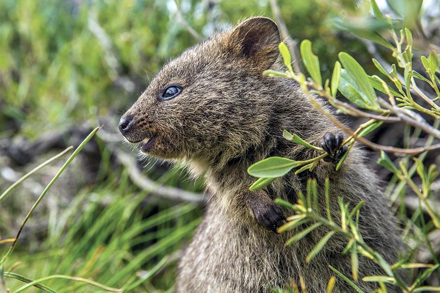 We biked around the tiny island and quickly found some friendly quokkas!