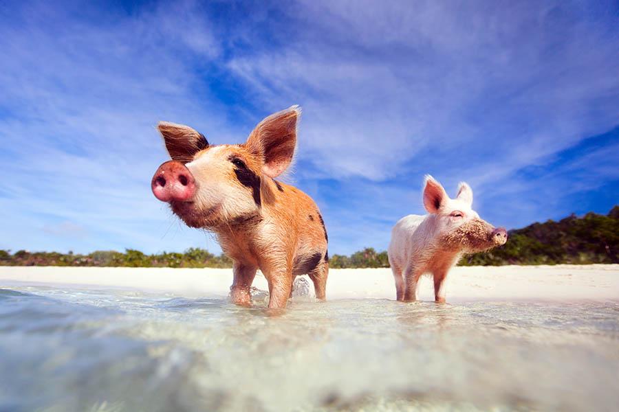 You will have a welcoming party of pigs stampeding into the water to greet you 