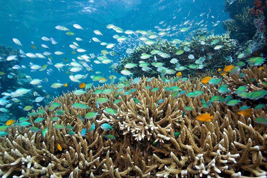 Snorkelling in Menjangan Island in Bali | Travel Nation