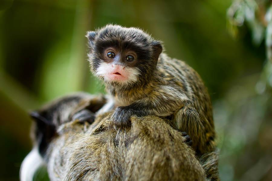Spot Emperor Tamarin in the Bolivian Amazon | Travel Nation