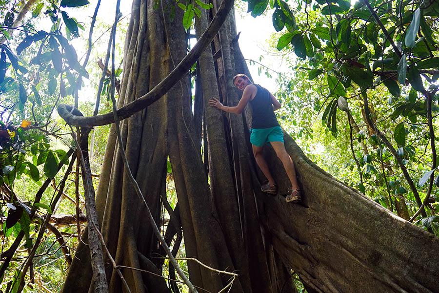 The 100-million-year-old rainforest is humming with life