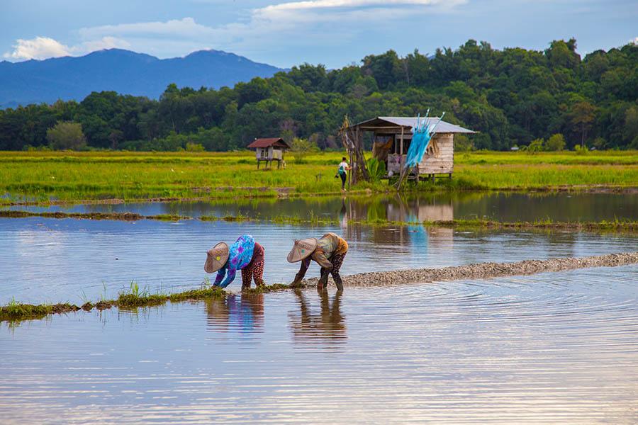Visit rural villages and rice farmers in Sabah, Borneo | Travel Nation
