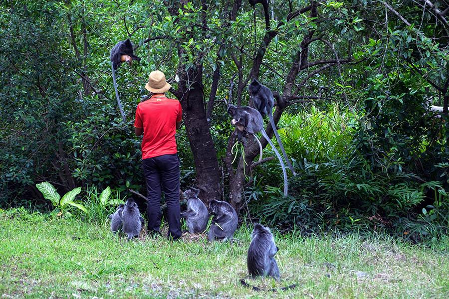 Spot silver leaf monkeys