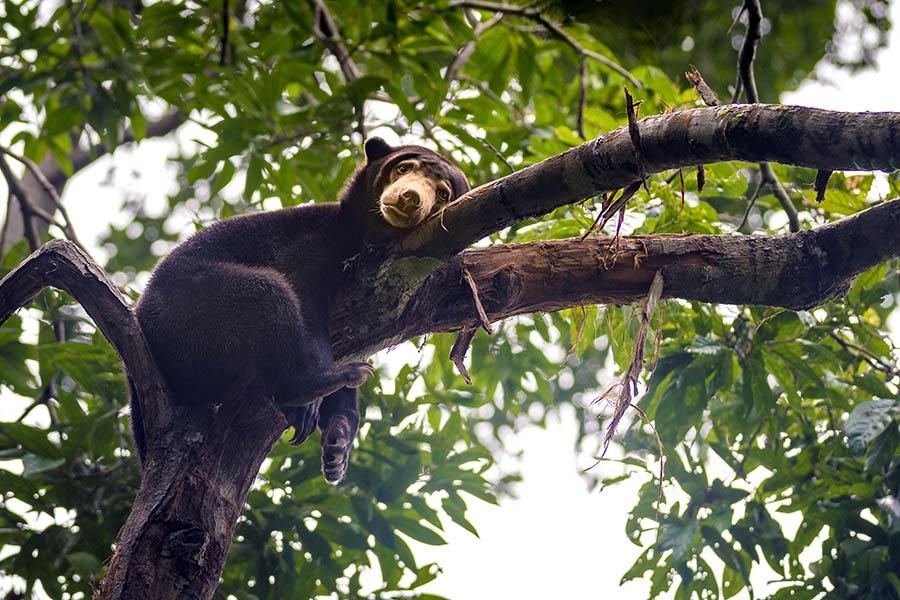 Visit the sun bear conservation centre