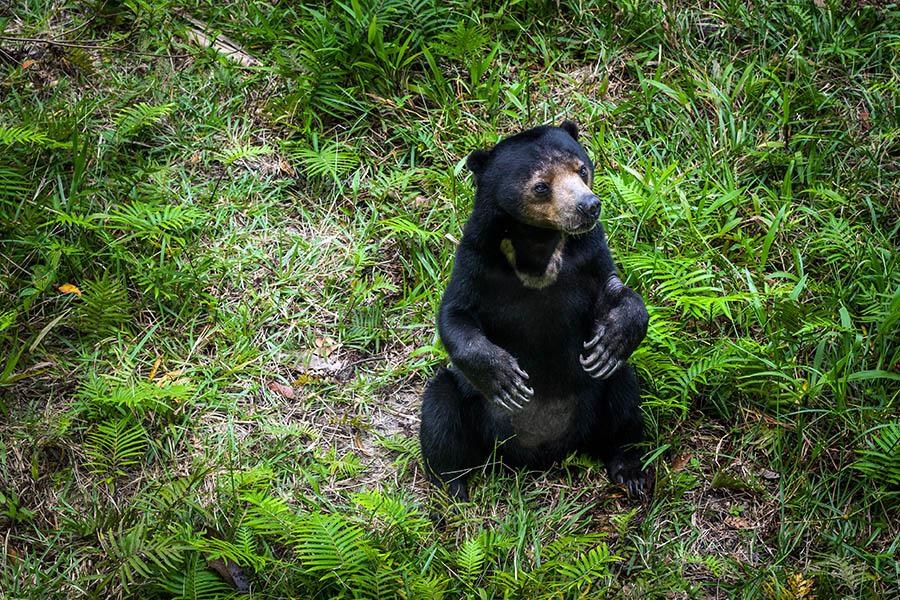 Visit the Bornean Sun Bear Conservation Centre where 36 bears are cared for