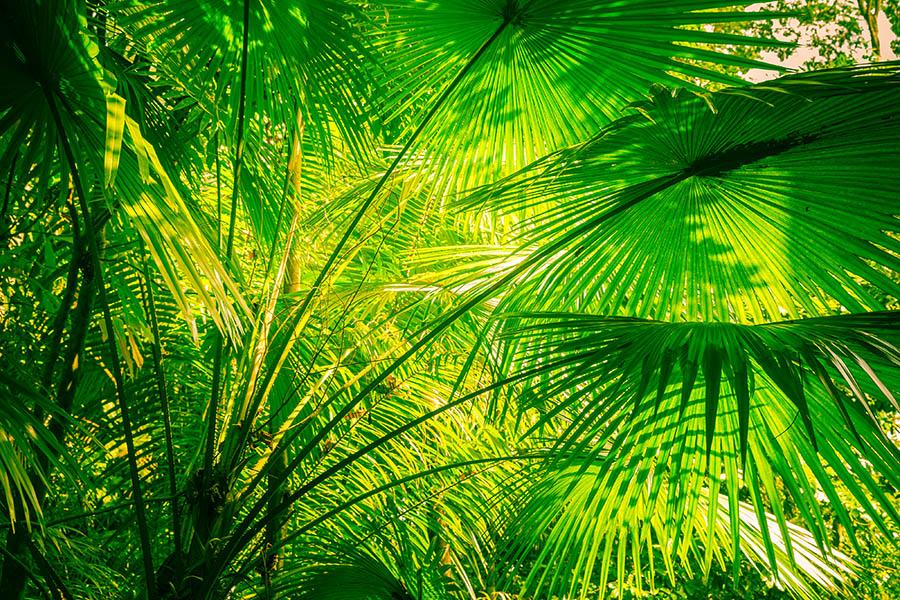 Disappear into Brazil's tropical Amazon | Travel Nation