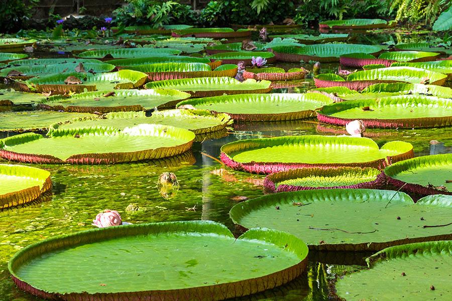 Soak up the extraordinary scenery of Brazil's Amazonia | Travel Nation