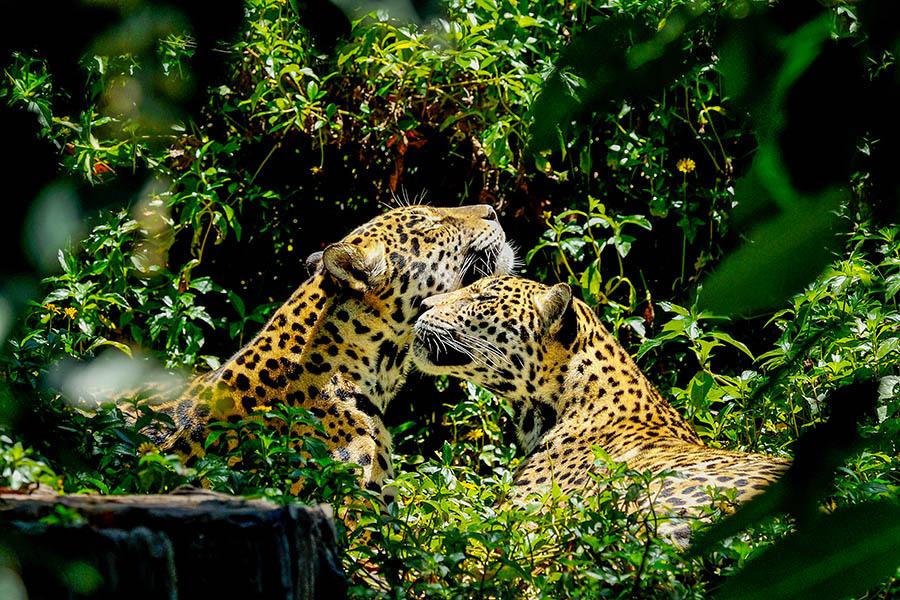 Spot jaguars in Brazil's Amazon | Travel Nation