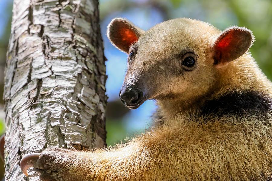 Spot the Southern Tamandua in Brazil's Pantanal | Travel Nation