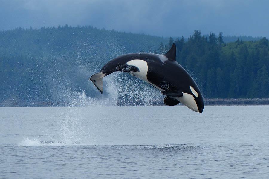 See orcas breaching in the waters of British Columbia | Photo credit: Destination BC and Garry Henkel
