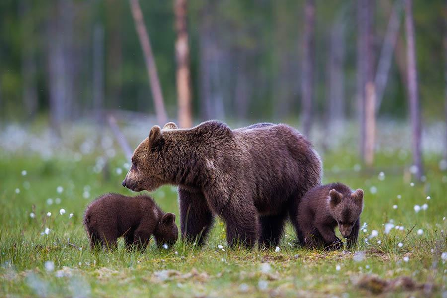 Look out for bears on Vancouver Island | Travel Nation