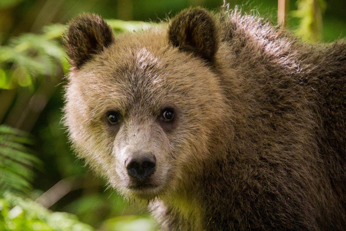 See grizzly bears in their natural habitat | Credit: Knight Inlet Lodge