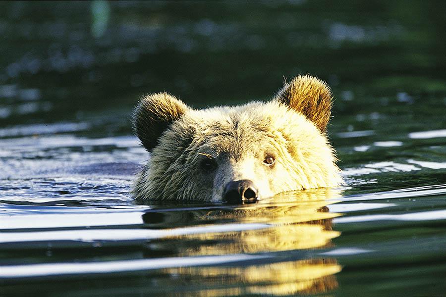 Spot grizzly bears hunting for salmon on the fjord | Credit: Knight Inlet Lodge