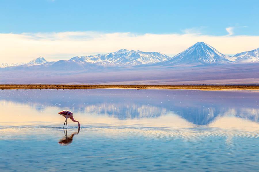 See pink flamingos on the Atacama Salt Lake | Travel Nation