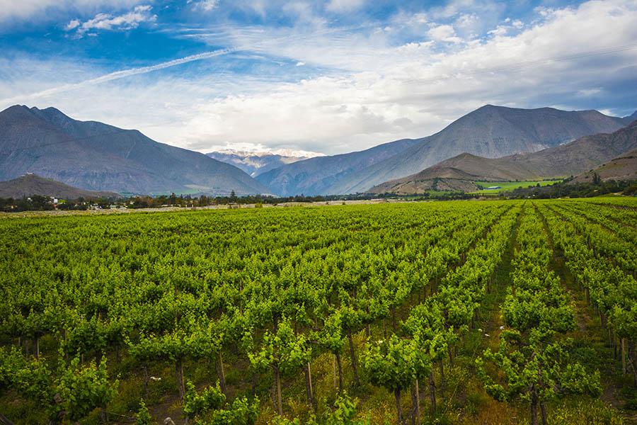 Explore the vineyards of the Elqui Valley | Travel Nation