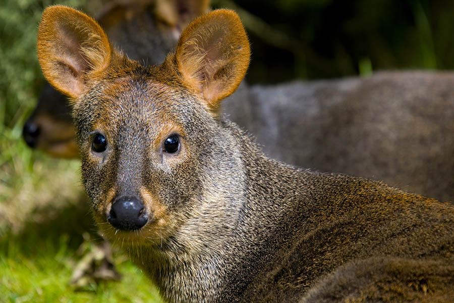 Spot the world's smallest deer in the Patagonian Rainforest | Travel Nation