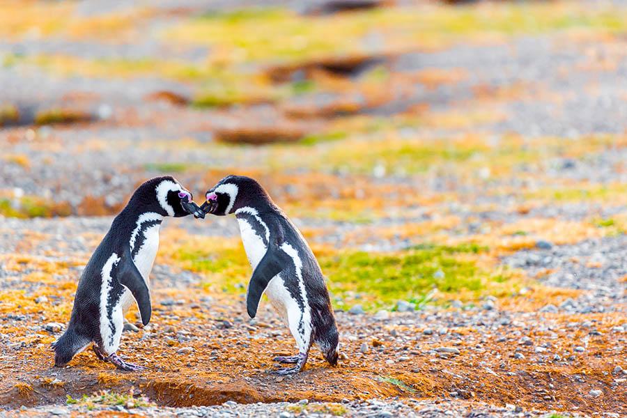 Spot Magellanic pengiuns in Chile's Tierra del Fuego | Travel Nation