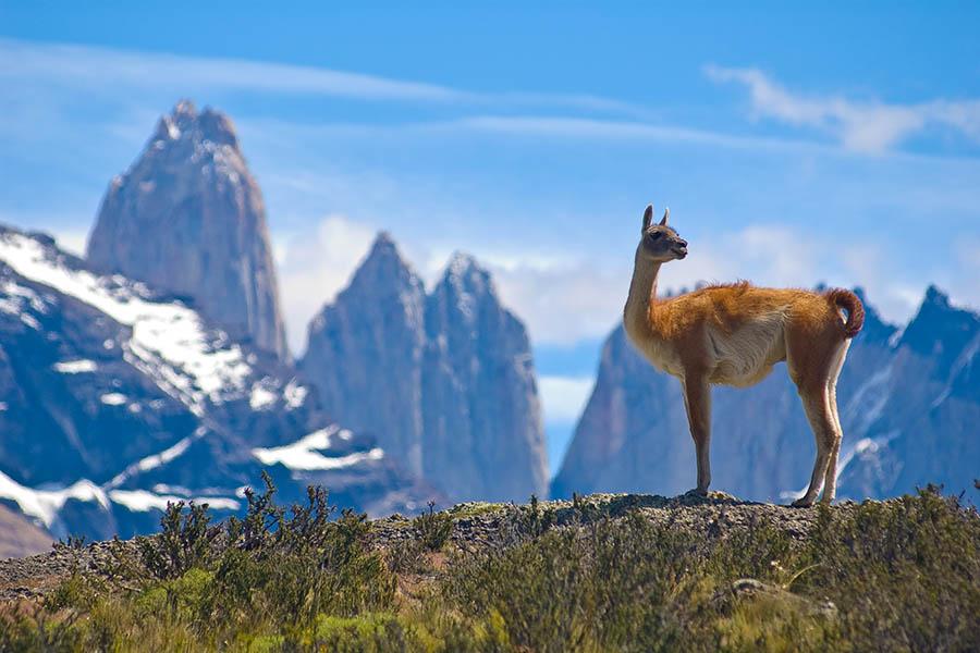 Spot guanacos during the W Trek in Torres del Paine | Travel Nation