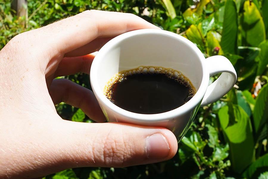 Sip real Colombian coffee in the lush hills | Travel Nation