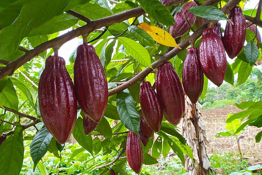 See cocoa fruit on trees in Costa Rica | Travel Nation
