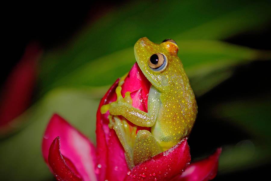 See incredible wildlife in Ecuador's Amazon | Travel Nation