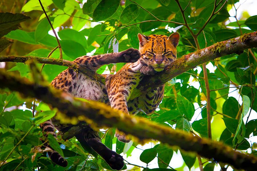Spot oncillas in Ecuador's Amazon | Travel Nation