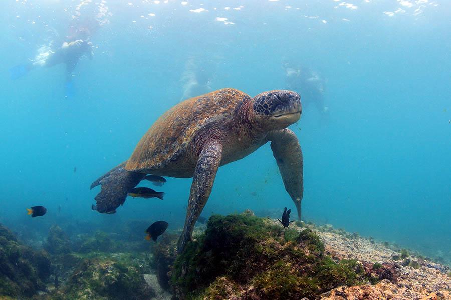 Enjoy world-class snorkelling