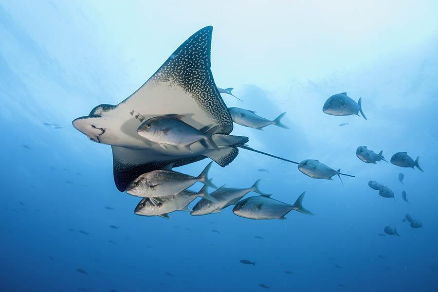 Snorkel with stingray, turtles and jack fish in the Galapagos Islands | Travel Nation