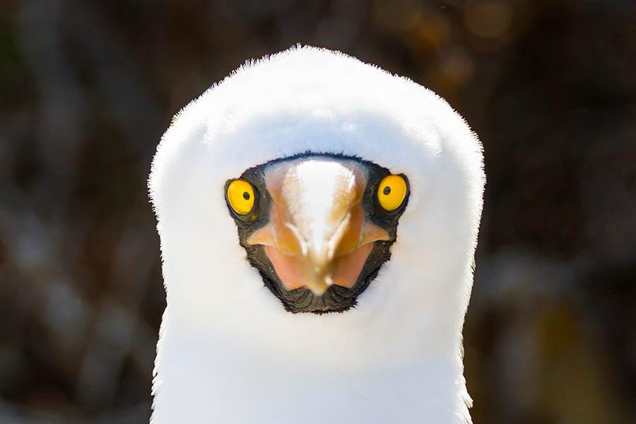 Spot Nazca boobies in the Galapagos Islands | Travel Nation