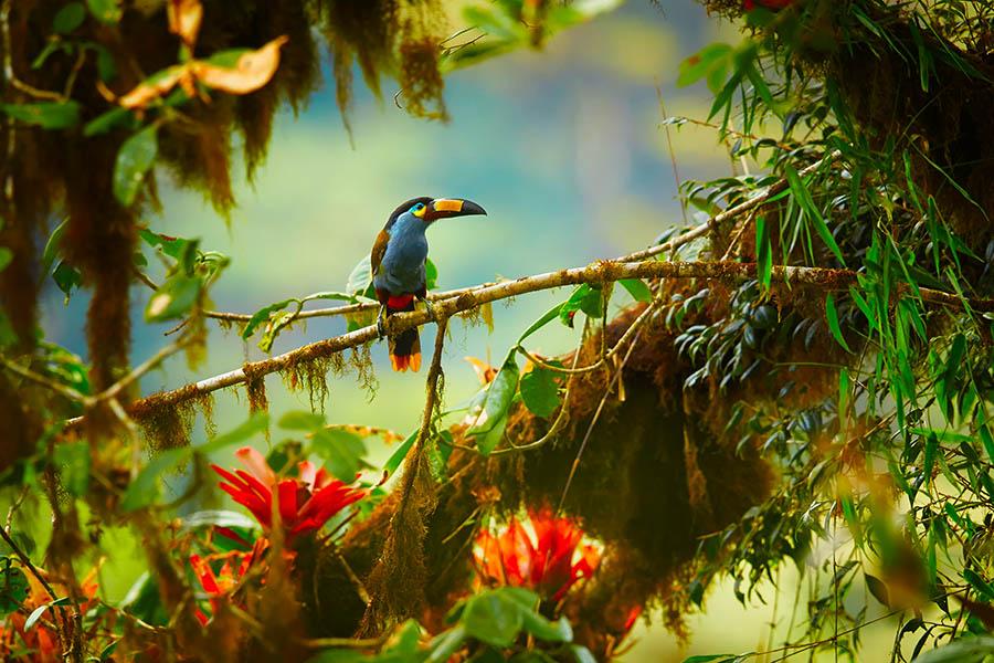 Spot Ecuador's Plate Billed Mountain Toucan | Travel Nation