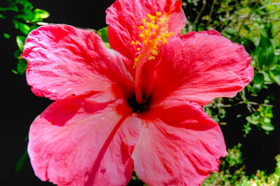 See tropical flowers in full bloom in French Polynesia | Travel Nation