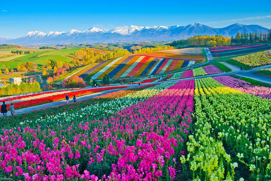 Visit the rainbow rows of Shikisei Hill in Biei, Hokkaido | Travel Nation