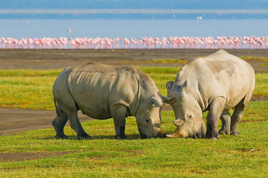 See rhinos and flamingos on Lake Nakuru | Travel Nation