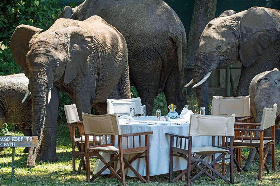 Watch wildlife while you dine at Little Governors' Camp | Photo credit: Governors' Camp Collection 