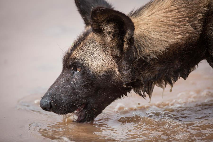 Spot rare wild dogs on a Loisaba safari | Photo credit: Elewana Afrika Ltd