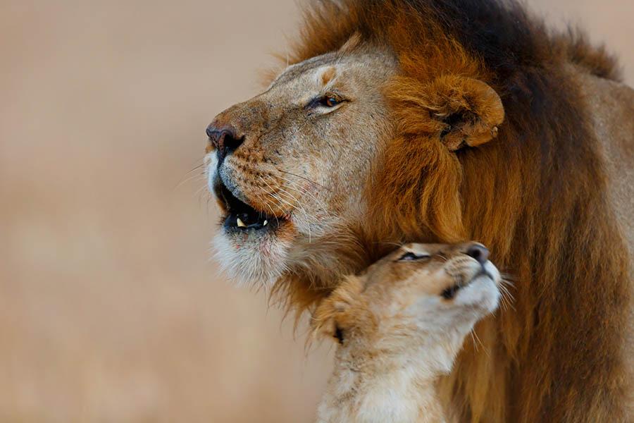 Spot lions in the Masai Mara | Travel Nation