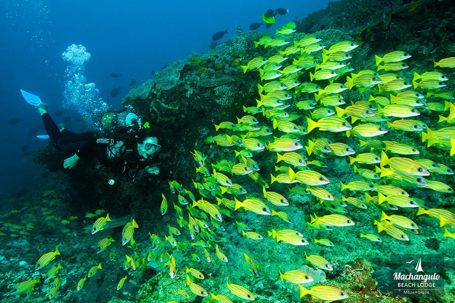 Explore the extraordinary underwater world in Mozambique | Photo credit: Machangulo Beach Lodge