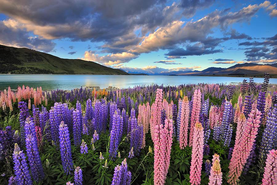 See the beautiful lupins of Lake Tekapo | Travel Nation