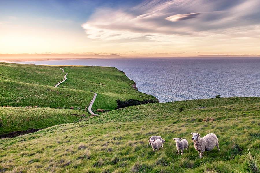 Drive through stunning scenery in New Zealand | Travel Nation