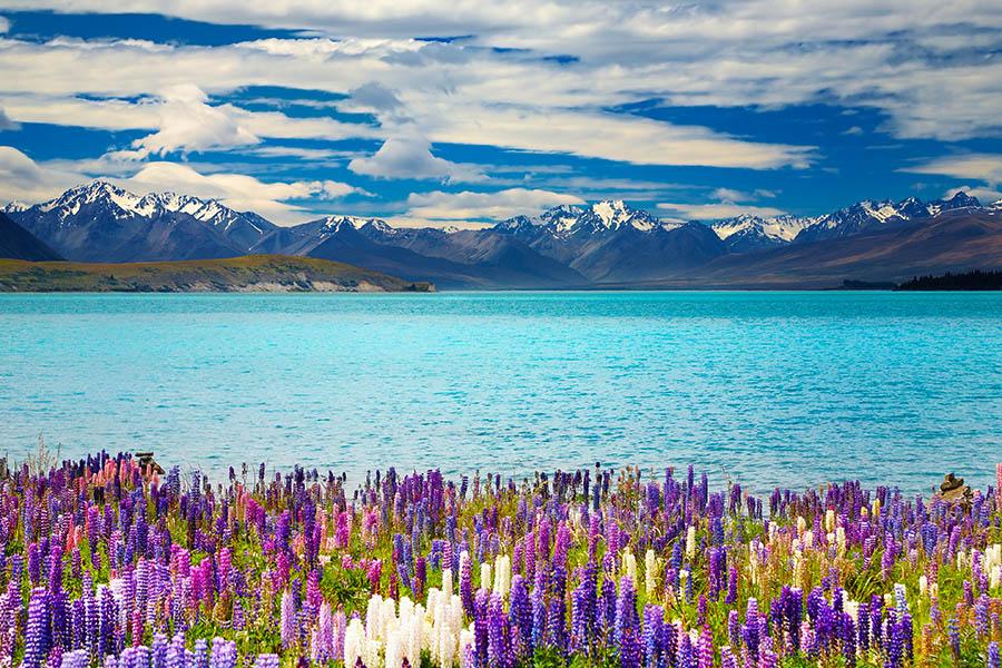 See the lupins blooming around Lake Tekapo | Travel Nation