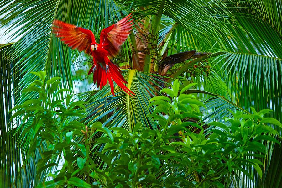 See macaws flying through the Amazon canopy | Travel Nation