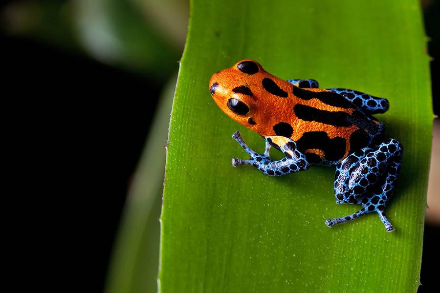 Discover the wildlife of Peru's Amazon | Travel Nation