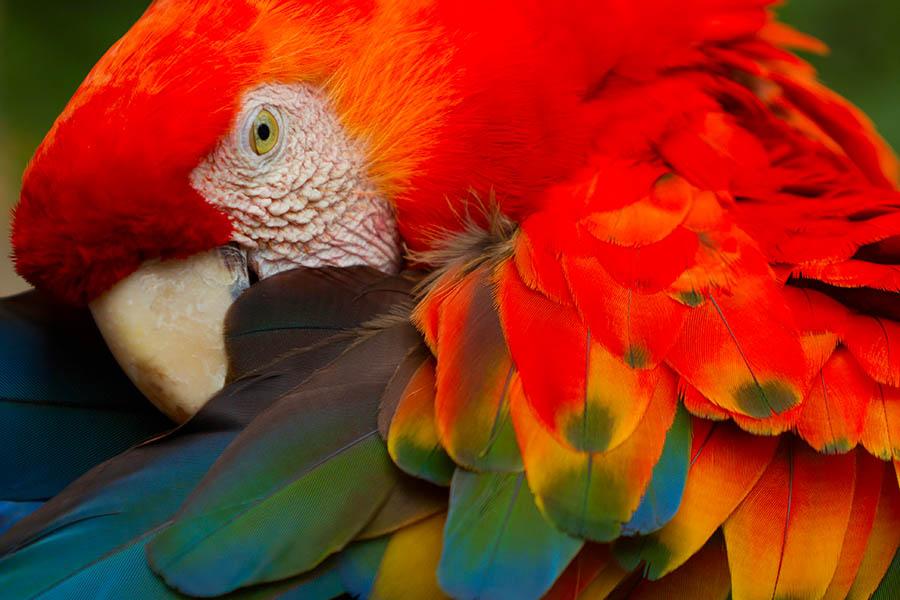 Keep your eyes peeled for scarlet macaws in Peru's Amazon | Travel Nation