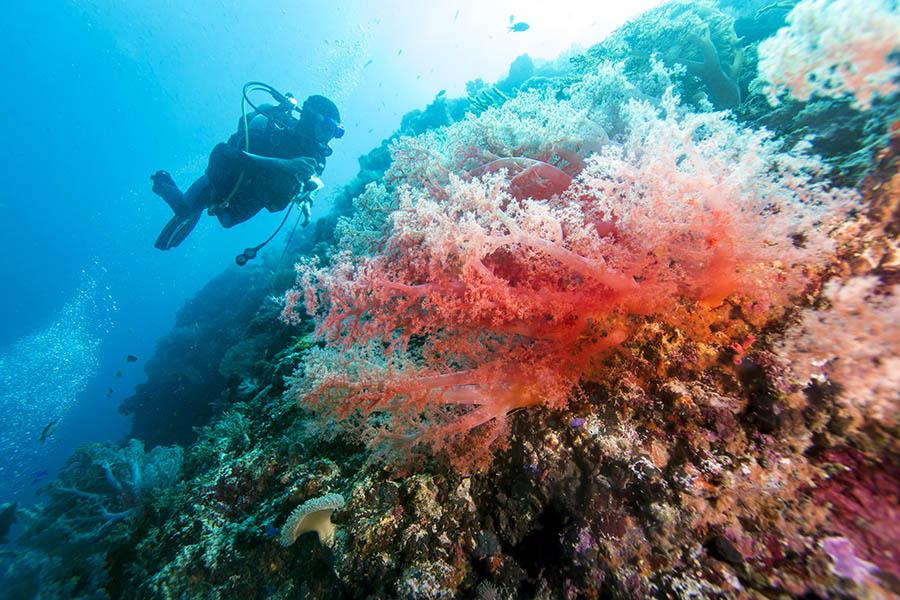 Malapascua also has excellent diving