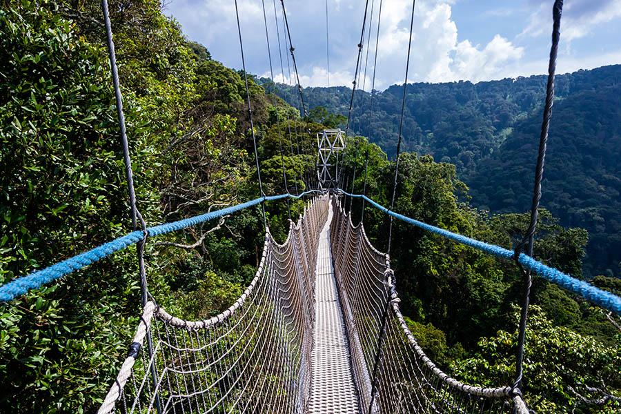Try the Nyungwe Canopy Walk in Rwanda | Travel Nation