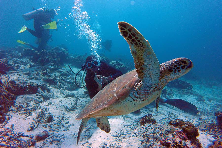 Diving with a sea turtle