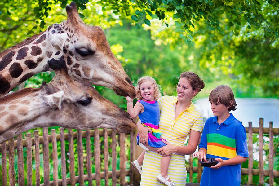 Get up close and personal to the wildlife, Singapore Zoo | Travel Nation